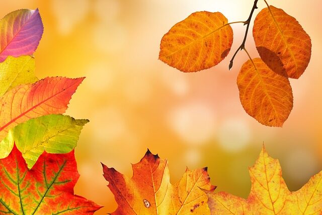 automne et shiatsu kimiko