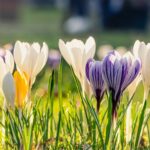 lumière haru kimiko