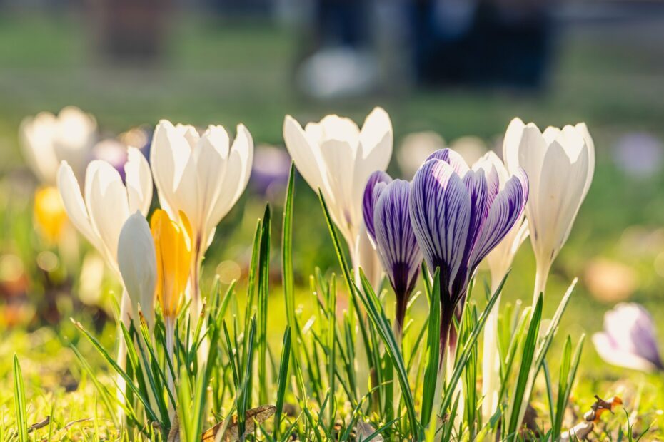lumière haru kimiko